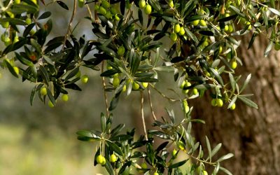 Una pianta al mese: l’olivo